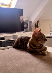Bengalkatze sucht dringend neues Zuhause