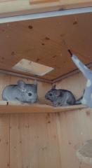 Zahme Chinchilla mit Käfig und Zubehör