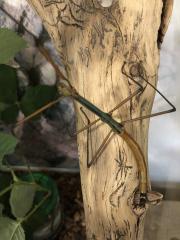 Stabschrecke Lopaphus spec. Cuc Phuong
