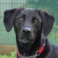 MISTY - weiblich 5 Jahre 56 cm 25 kg Mix Gechipt Kastriert