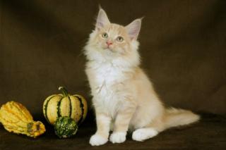 Norwegische Waldkatzen Kitten
