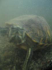 Muss meine Wasserschildkröte abgeben