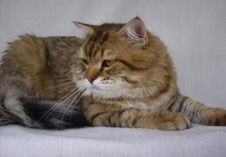 Sibirische Katzenbabys