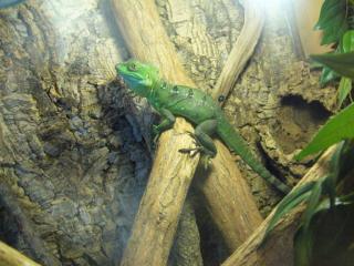 STIRNLAPPENBASILISK Weibchen c. a. 60 cm gesammtlänge