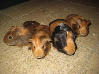 Meerschweinchen-Babys