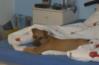 Ich suche pitbull oder american steffordshire