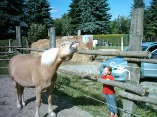 Biete Reitbeteligung auf Haflinger