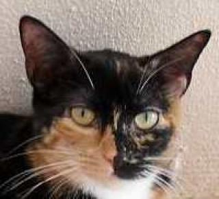 Dreifarbige, liebe Katze Martina