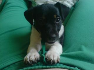 10 wochen alte Jack Russel Terrierin in liebevolle Hände abzugeben