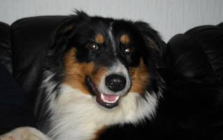 Australian Shepherd