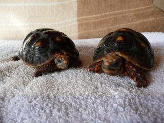 Zwei Köhlerschildkröten m u. w 2 Jahre zu verkaufen