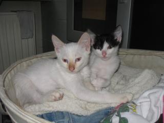 Katzenkinder abzugeben