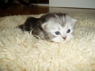 6 Perser Babys suchen ein neues Zuhause.