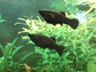 Black Molly s zu verkaufen 4-5 cm