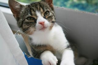 Getigerte Hauskatze seit 31. 05 in Bremen - St. Magnus vermisst