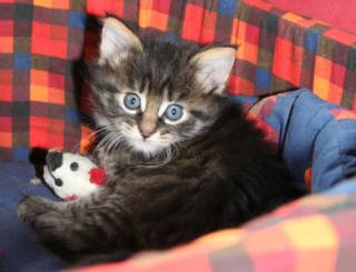 Maine Coon Mix Kitten