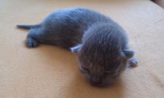4 kleine Britisch Kurzhaar Kitten