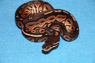 Python regius adulte Tiere und Nachzuchten 2021