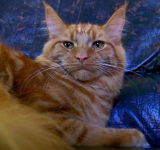 Maine Coon Katze in red.
