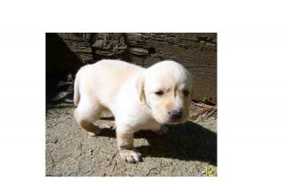 GOLDIGE LABRADOR WELPEN SUCHEN IN 4 WOCHEN EIN NEUES ZU HAUSE