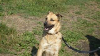 Bildhübsche Benny - junger DSH Mischling, ca 1, 5 - 2 Jahre alt, sucht superlieb