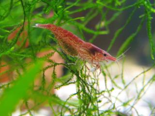 Red Cherry