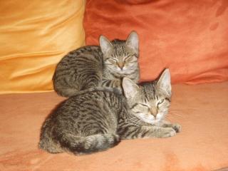 Katzenpärchen 4-5 Monate abzugeben