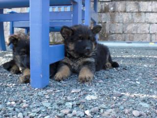 5 Schäferhundwelpen suchen ein neues Zuhause