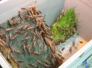 Futtertiere - Heuschrecken ab 9, -Euro/100Stück - alle Größen
