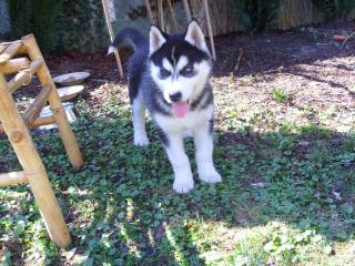 Husky welpe