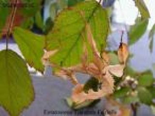 Extatosoma tiartarum
