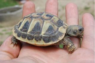 Griechische Landschildkröten vom letzen Jahr abzugeben
