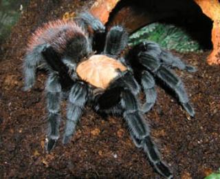 Brachypelma ruhnaui, selten und groß