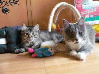 Maine coon/BKH Mix