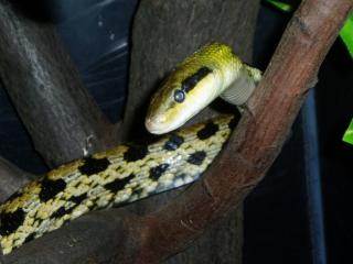 Taiwan Schönnatter, ca. 2, 60 m lang, günstig abzugeben.