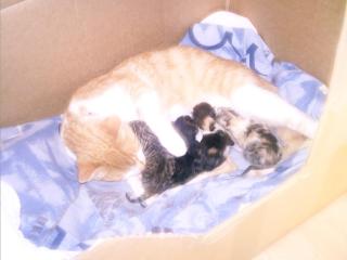 Katzenbabys zu verschenken
