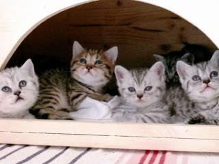 Whiskas- Kitten Silvertabby BKH Britisch Kurzhaar abzugeben