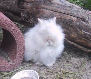 Zwergkaninchen - typvoller Teddyzwerg 1. 0 / 8. Wo. , Weiß/blaue Augen