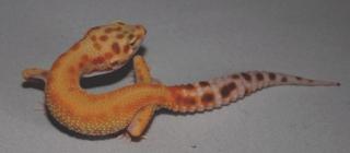 Leopardgecko NZ08 abzugeben