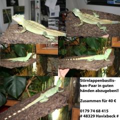 Stirnlappenbasilisken-Paar in guten händen abzugeben