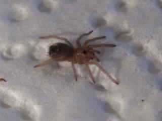 Vogelspinnen Nhandu Chromatus Spiderlinge