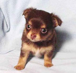Suche Chihuahua bis 300 Euro in der Umgebung von Würzburg Umkreis 200km
