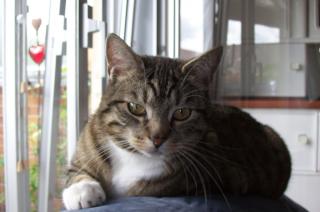 2 superliebe Hauskatzen Zubehör abzugeben