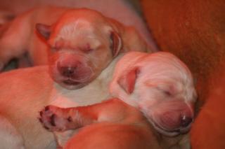 Golden Retreiver reinrassig aus HD/ED-freier Zucht