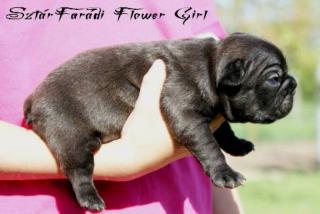 Sehr schöne Französische Bulldogge Welpen