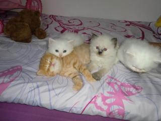 Katzenbabys
