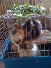 3 webliche schweinchen, 1 1/2 Jahre jung