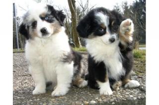 Schöne Australian Shepherd Welpen