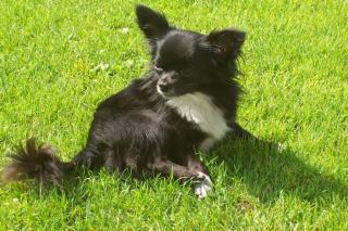 Chihuahua Deckrüde