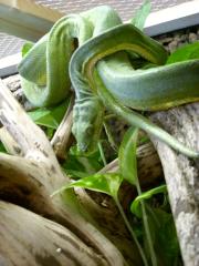 Grüner Baumpython mit Terrarium zu verkaufen